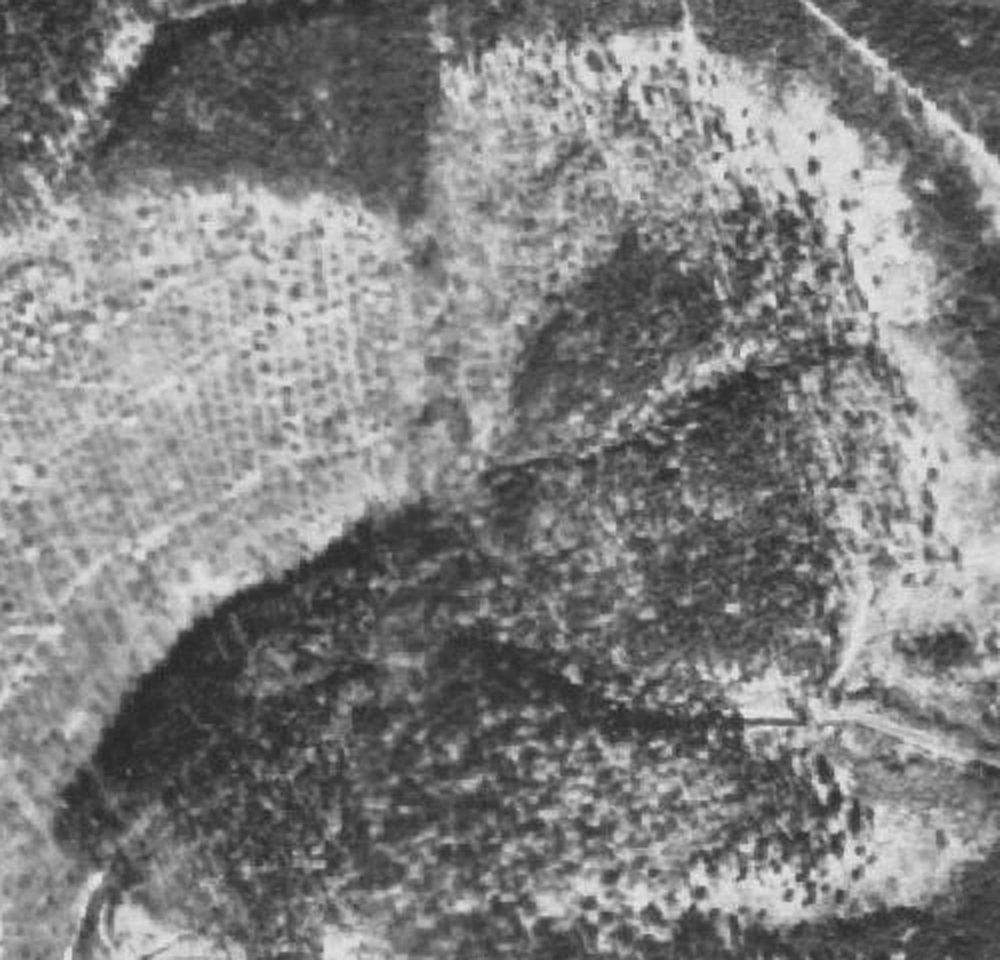 Luftbild 1953 unterhalb der Burgklinge: offene Stücke mit einzelnen Obstbäumen