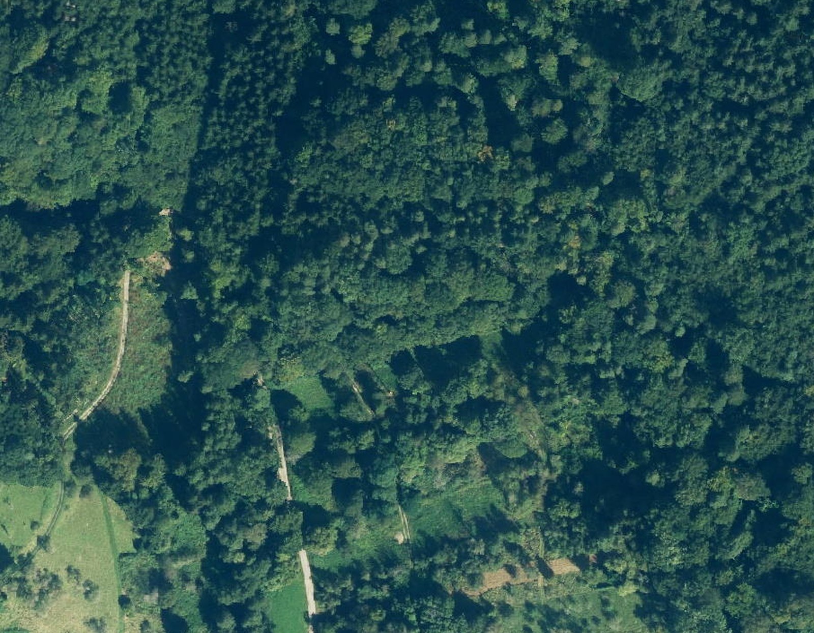 Luftbild des Waldrands am Hungerberg bei Winterbach: Baumkronen, Streuobst und Wege, der Graben ist nicht zu sehen
